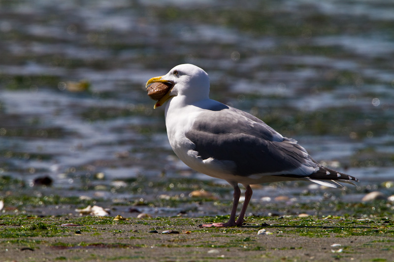 Gull With Clam